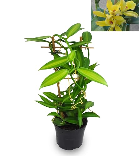 powers to flowers - orchidea vaniglia xl, orchidea, orchidea vanilla planifolia, pianta da interno, pianta vera