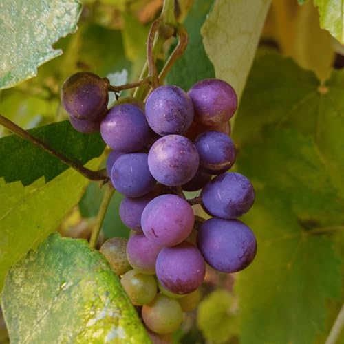 Vanessa Seedless Bare Root Grape Vines - Delicious, Cold Hardy Table and Wine Grape - 1-Year Old Plant with a Free Vine Support Included from Hand Picked Nursery (1)