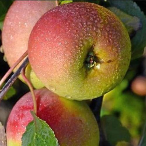 PIANTA DA FRUTTO MELO DECIO in vaso 20 età 2/3 anni (foto reali)