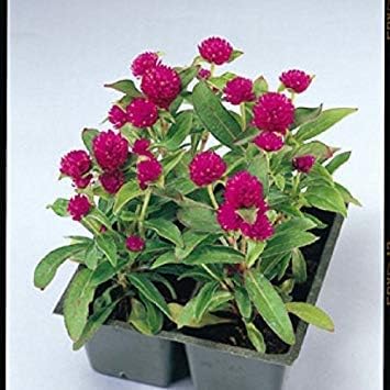 Amazon Co Jp 花の種子 バルコニーでグローブアマランスドワーフガーデン 17個のパケット 庭の植物の種子