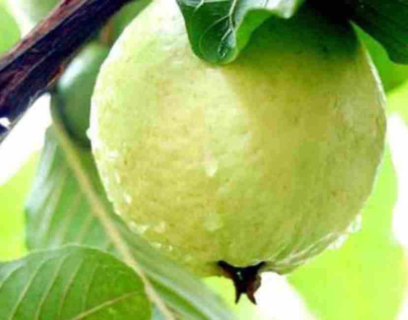 See full amazon price history chart for Amrood Fruit Tree Plant Hybrid Grafted All Time Sweet VNR guava Fruit Plant Peyara Fruit Hybrid Guava Plants for Home Garden Amrood Fruit Tree Plant Hybrid Grafted All Time Sweet VNR guava Fruit Plant Peyara Fruit Hybrid Guava Plants for Home Garden (B0C5RTCZ9V) Amazon Price History, Amazon Price Tracker