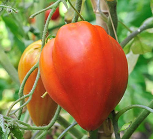 35 semi di pomodoro cuore di manzo - vero ortaggio antico - semi contadini riproducibili - semiwild