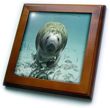 3dRose ft_49329_1 Manatee N Fishes Underwater Framed Tile, 8 by 8-Inch