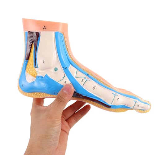 Modèle anatomique de pied flexible SHINEOFI avec vaisseaux complets