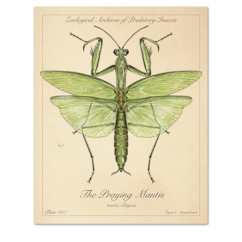 Praying Mantis Illustration - Vintage, Modern, Antique, Scientific Illustration styles