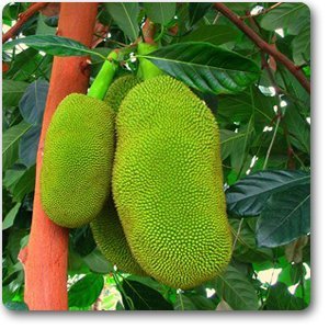 Aggarwal Plantation Jackfruit Grafted Live Plant (Pack of 5)