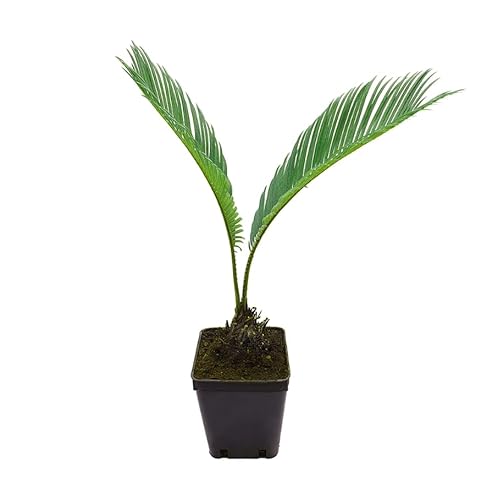 Palma giapponese Cicas Cycas revoluta pianta in vaso ø9 cm Vivaio di Castelletto