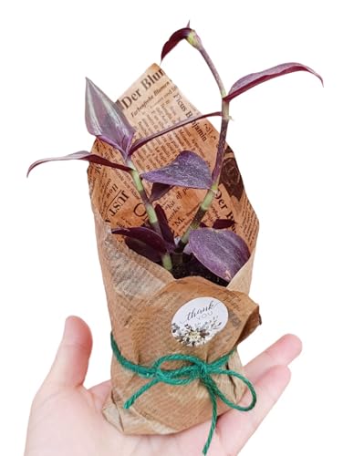 Bomboniere con Piante Grasse Succulente carta kraft Cactus in Vasetto 5,5 cm Set da 20 bomboniere