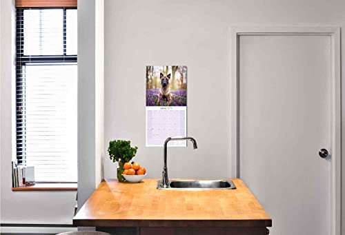 2022 2023 Belgian Shepherd Calendar - Dog Breed Monthly Wall Calendar - 12 X 24 Open - Thick No-Bleed Paper - Giftable - Academic Teacher's Planner Calendar Organizing & Planning - Made In Usa #TOP5