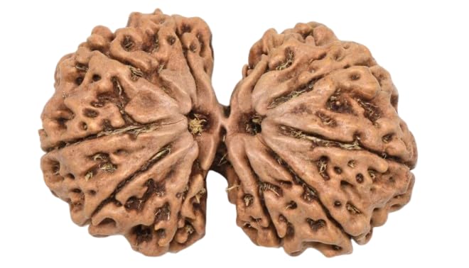 RudraGallery Gauri Shankar Rudraksha Nepal Gori Shankar Rudraksha Original Certified Pendant Shiv Parvati Rudraksh गौरी शंकर रुद्राक्ष Gowri Shankar Rudraksh Nepal Gori Shankar Rudrakshas Nepali