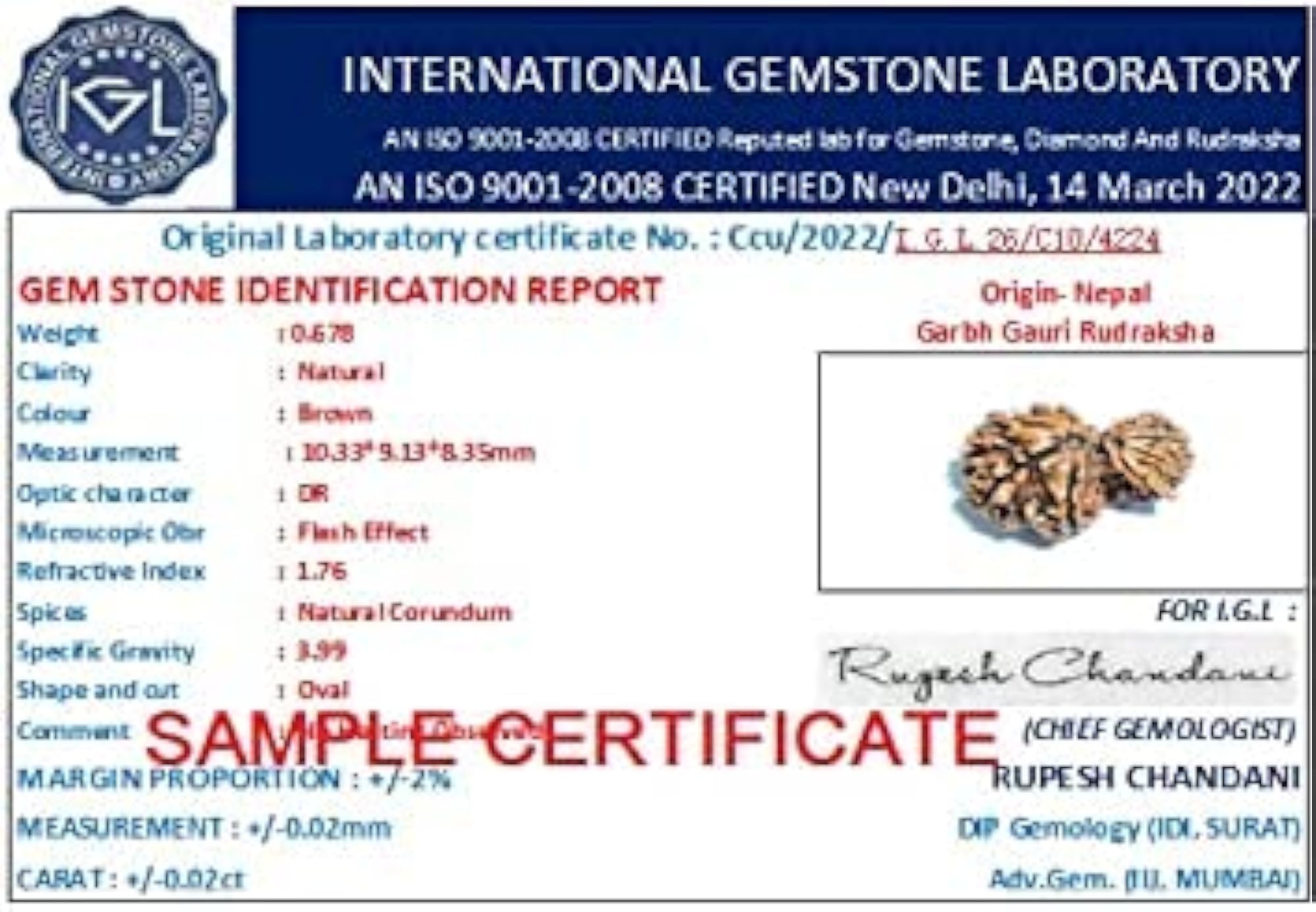 10 Mukhi Ganesh Gori Rudraksha Lab Certified Bead