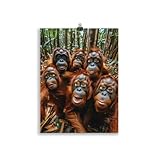 photo orang outan singe Offrez-vous une touche d'humour animal - Nos affiches sont comme un expresso du matin pour vos murs. Original, charmant et toujours exaltant