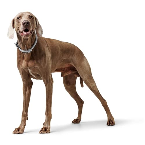 HUNTER Dressurhalsung FREESTYLE EIBY, Farbe: Grau, stufenlos verstellbar, weiches Taumaterial, mit Zugstopp, robust & langlebig, ideal für Training & Spaziergänge bei Wind & Wetter, Größe: M