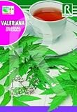 semillas de valeriana fotos Semillas de primeras marcas. Semilla valeriana - Rocalba