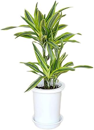 Amazon 観葉植物 ドラセナ デレメンシス レモンライム ワーネッキー 7号サイズ 観葉植物 オンライン通販