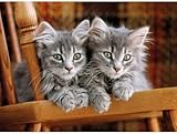 photo chaton gris et blanc - Nore de pièces : 500 Puzzle 2 Mignons Chatons Gris - 500 Pieces - Set Puzzle Collection Animaux + Carte Tigre