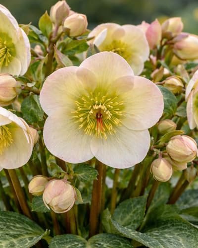 Perennial Farm Helleborus Frostkiss® Moondance™ – Live Lenten Rose in