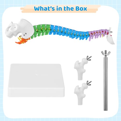 Image of Scientific Mini Colorful Spine Model, 17.7 Inches Flexible Human Spine Model with Base, Anatomy Education Spine Model, Vertebral Column Model with Spinal Nerves Pelvis Femur for Teaching Demonstrating
