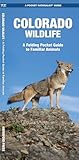 Colorado Wildlife: A Folding Pocket Guide to Familiar Animals (Wildlife and Nature Identification)