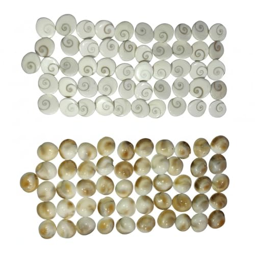 Original Natural Gomti Chakra Gemstone for Puja & Vastu | Sacred ...