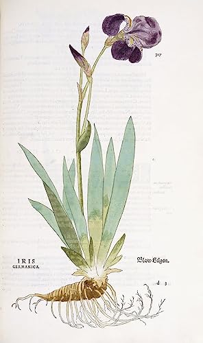 Peinture à l'huile moderne toile Iris Germanica Fuchs poster 60x90
