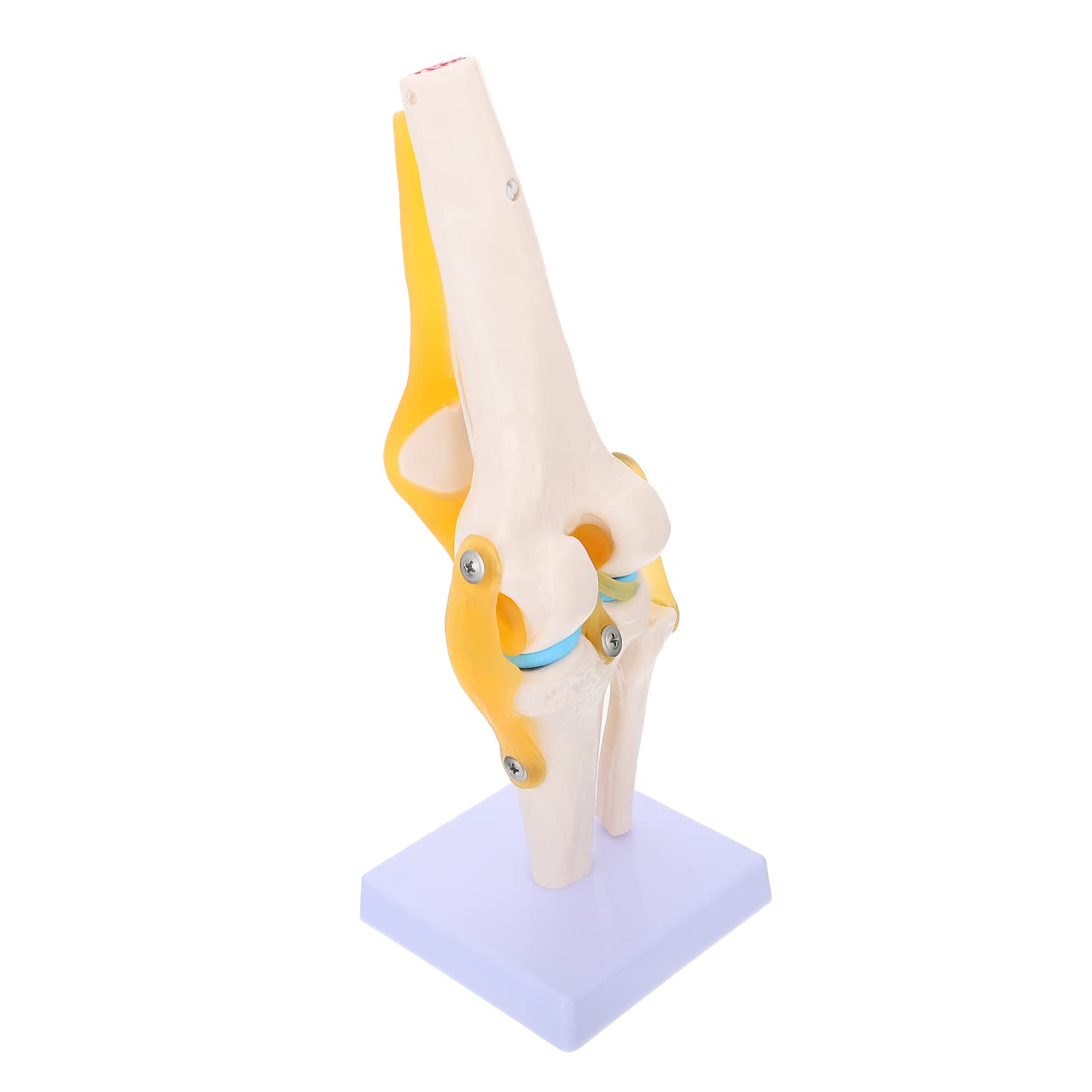 3d Knee Anatomy Anatomy For Sculptors Left Knee