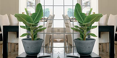 Bananenpflanze Bloomique – Musa Oriental Dwarf – Zimmerpflanze