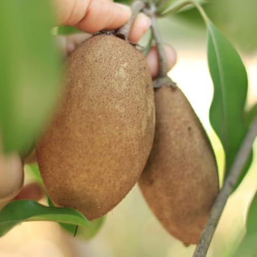 Image of Thai Sapota Chiku Live Fruit Plant | Grafted Dwarf Variety of Zapote Chico | Manilkara Zapota Tree for Home Garden | High Yield, Sweet Fruit | Easy Grow | Live Plant for Backyard - Pack of 1