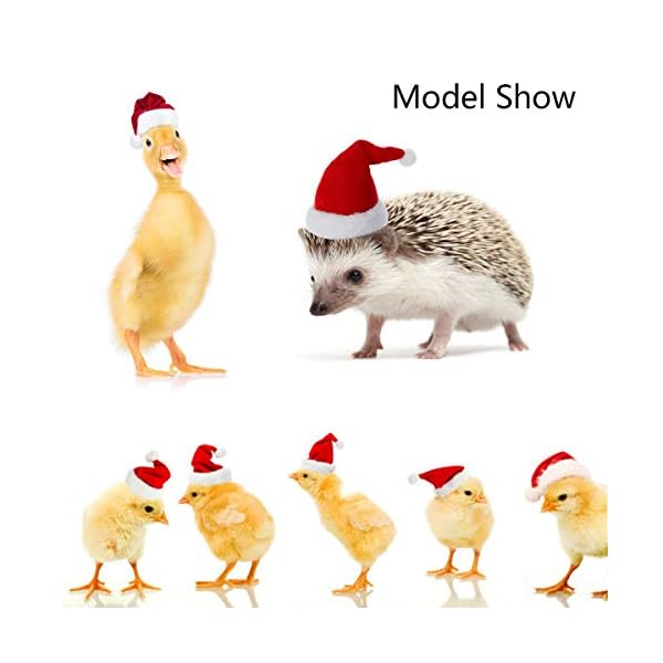 Vehomy 4pcs chicken hats for hens chicken christmas santa claus hat with adjustable chin strap for poultry hen rooster goose duck parrot - image 5