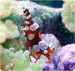 Sexy Shrimp - Thor amboinensis - Live Saltwater Aquarium Invertebrate