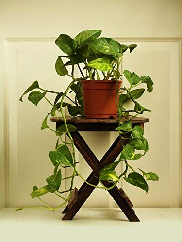The Plant Store | Money Plant | Epipremnum aureum | Indoor/Outdoor Vine (B08Q8JS21F) Amazon Price History, Amazon Price Tracker