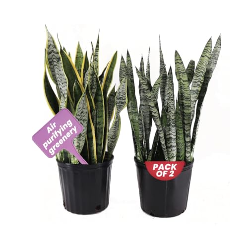 American Plant Exchange Snake Plant Bundle – Large 10-Inch Pots