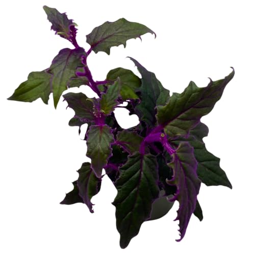 BubbleBlooms Purple Passion Velvet Plant Gynura Aurantiaca in a 4