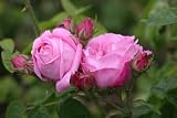 Heirloom Bourbon Roses, Live Own Root Plant, Coupe D' Hebe