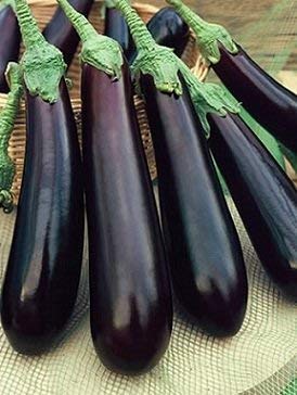 See full amazon price history chart for Creative Farmer Vegetable Seeds Brinjal Black Beauty Seeds - Brinjal Cluster Seeds Seeds For Organic Gardening Home Garden Seeds Creative Farmer Vegetable Seeds Brinjal Black Beauty Seeds - Brinjal Cluster Seeds Seeds For Organic Gardening Home Garden Seeds (B07N475ZKV) Amazon Price History, Amazon Price Tracker