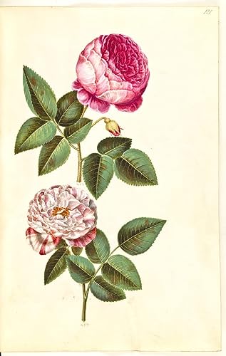 Impression Toile Rosa Gallica Versicolor Holtzbecker - Peinture Haute Définition