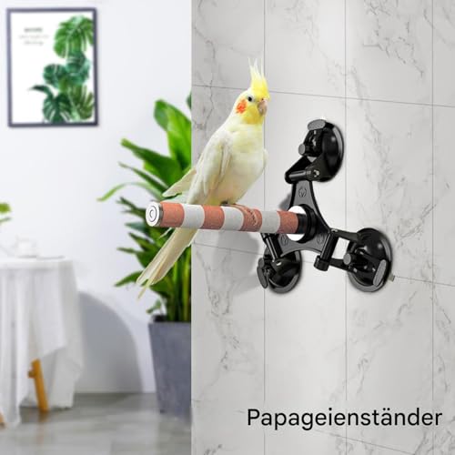 Perche à ventouse pour perruche : la solution anti-ennui pour oiseaux - 3