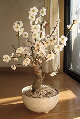 梅 盆栽　白梅 Amazon.co.jp: 盆栽梅 梅の盆栽 白梅 : DIY・工具・ガーデン