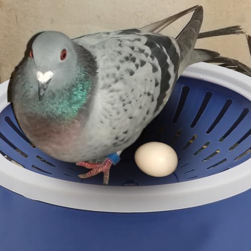 Image of UKCOCO Pigeon Nest Egg Basin Plastic Bird Nesting Bowl 3.68 Inch Lightweight Bird Breeding Nest for Pigeons and Small Birds Easy to Clean Durable Birdcage Accessory