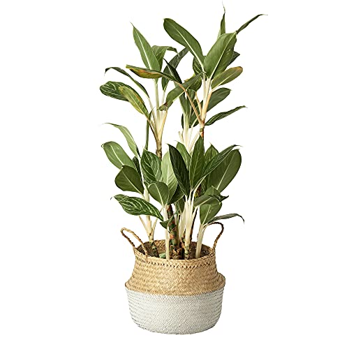 Artera Woven Seagrass Plant Basket - Wicker Belly Basket Planter ...