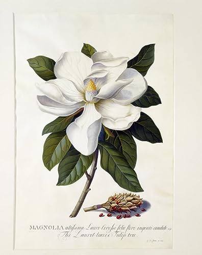 Pintura sobre lienzo de Magnolia grandiflora, óleo clásico y alta definición de 60x90cm