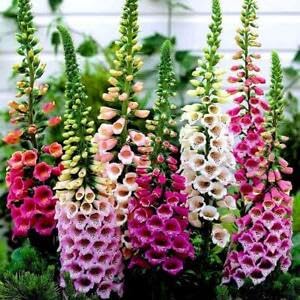 Digitalis Dwarf Foxy 500 Seeds Flowers 1st Year 45cm Light ShadeOK Long Vase Life