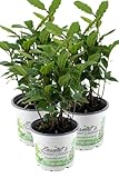 3er Set Lorbeer Pflanze, Gewürzlorbeer aus Nachhaltigem Anbau, frische Kräuter Pflanze 9cm Topf
