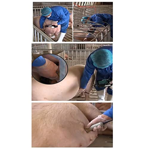 Máquina de ultrassom portátil veterinário, scanner portátil veterinário 256 FPS gravação de vídeo co