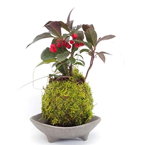 N̂AƂĒm郄uREWۋʂɁyuREWi\jƔ藳̂ЂEODE~΃Zbgz (~΂̐Fi΁j)