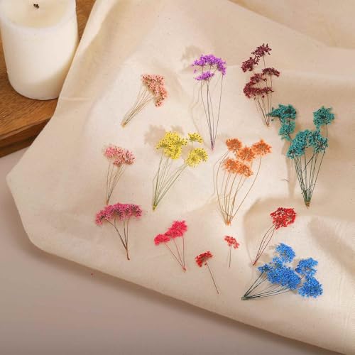 Flores Secas Naturales Prensadas para Manualidades 12 Pzs miniatura 5