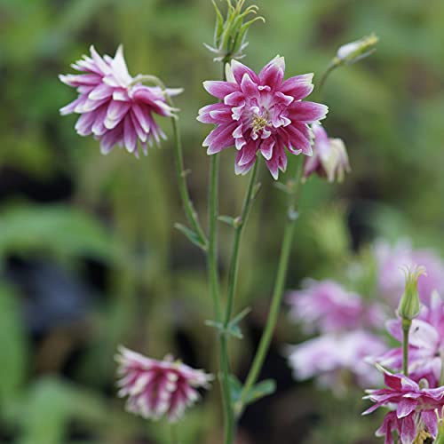 Blumixx Stauden Aquilegia vulgaris plena 'Nora Barlow' – Rosa Akelei, gefüllt blühend, winterhart, bienenfreundlich, mehrjährig, ideal für Beet & Naturgarten