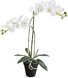 orchidée entretien Colores surtidos Phalaenopsis Orchidee Orquídea Natural Planta de Interior de Grandes Flores