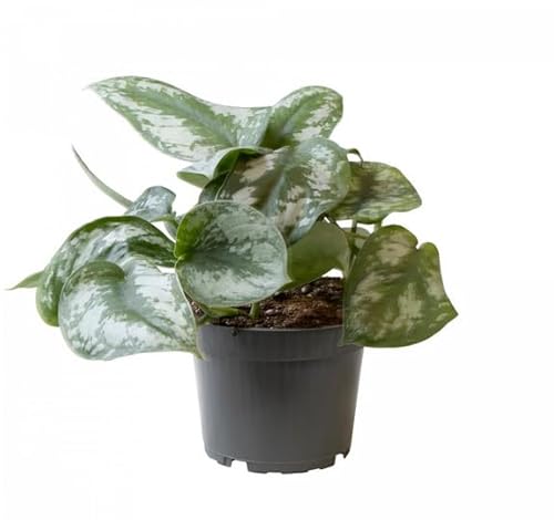 Satin Pothos Exotica - Scindapsus Pictus Trebie Silver Pothos, Silver Vine Trailing Indoor House Plant in 12cm Pot