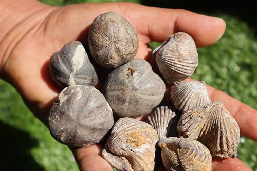 Image of Amazing Marine Fossil Collection: 4 Fossilized Sea Urchins and 6 Authentic Brachiopods, Perfect for Collectors and Natural Decor A175